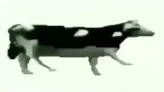 Polish Cow Fucking White Background